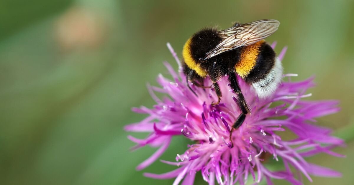 Bees-will-love-your-garden-if-you-have-3-plants.jpg