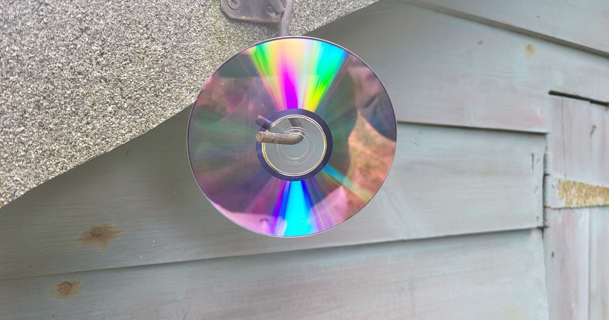 Gardeners-urged-to-hang-CDs-in-garden-this-June.jpg