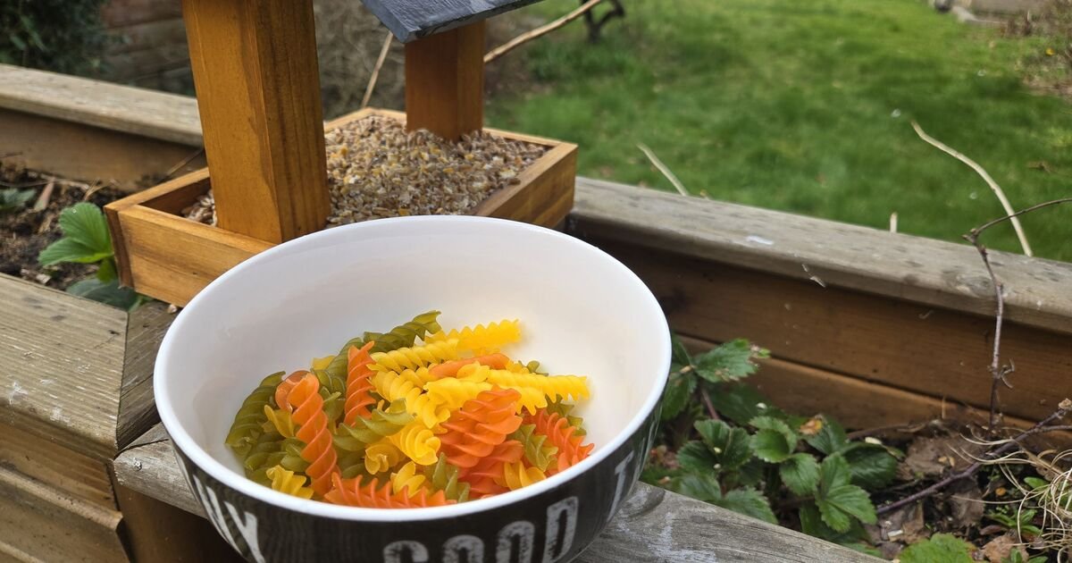 Gardeners-urged-to-put-pasta-on-bird-tables.jpg