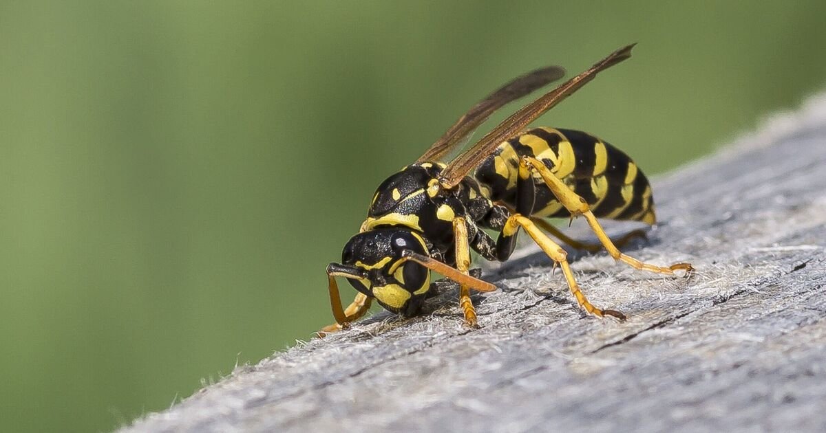 Simple-trick-makes-wasps-fly-away-in-seconds-without-chemicals.jpg