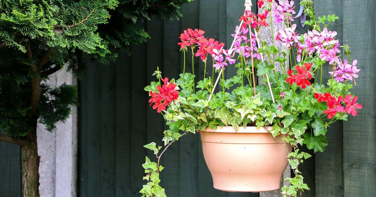 Gardeners-urged-to-add-sponges-to-hanging-baskets-and-plants.jpg