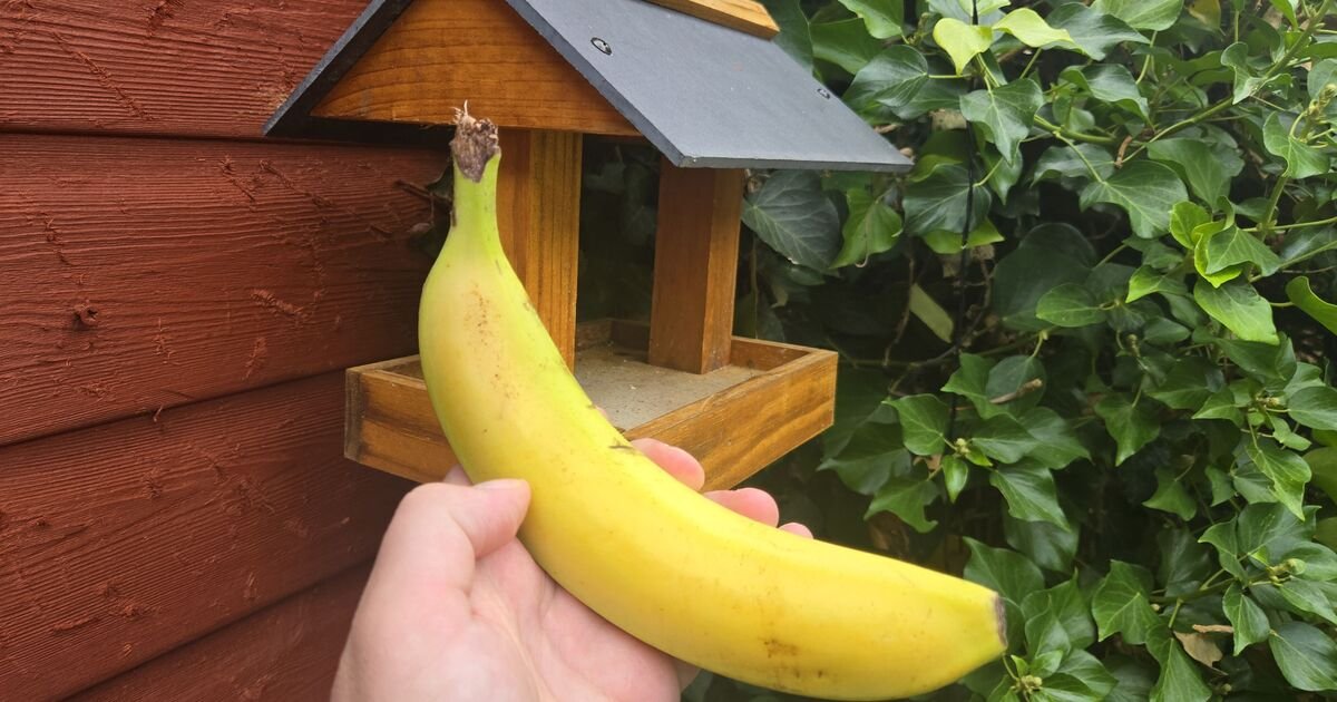 Gardeners-urged-to-put-bananas-on-bird-tables.jpg