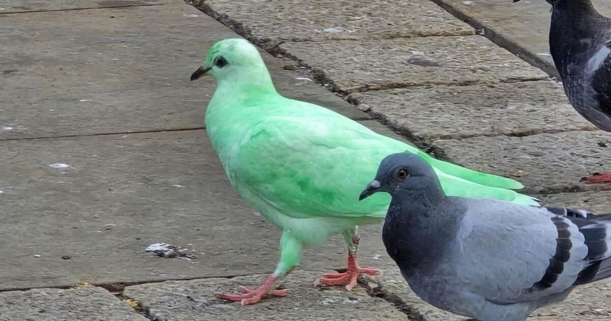 The-bright-green-pigeon-thats-become-a-tourist-attraction.jpg
