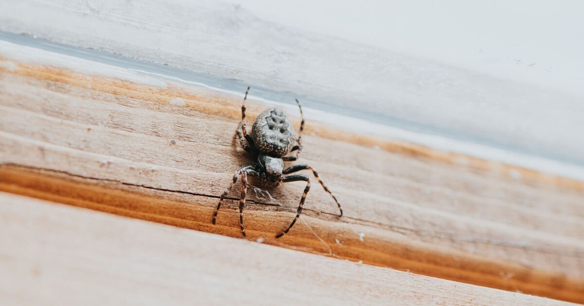 Cleaning-expert-says-homes-will-be-spider-proof-if-you-do.jpg