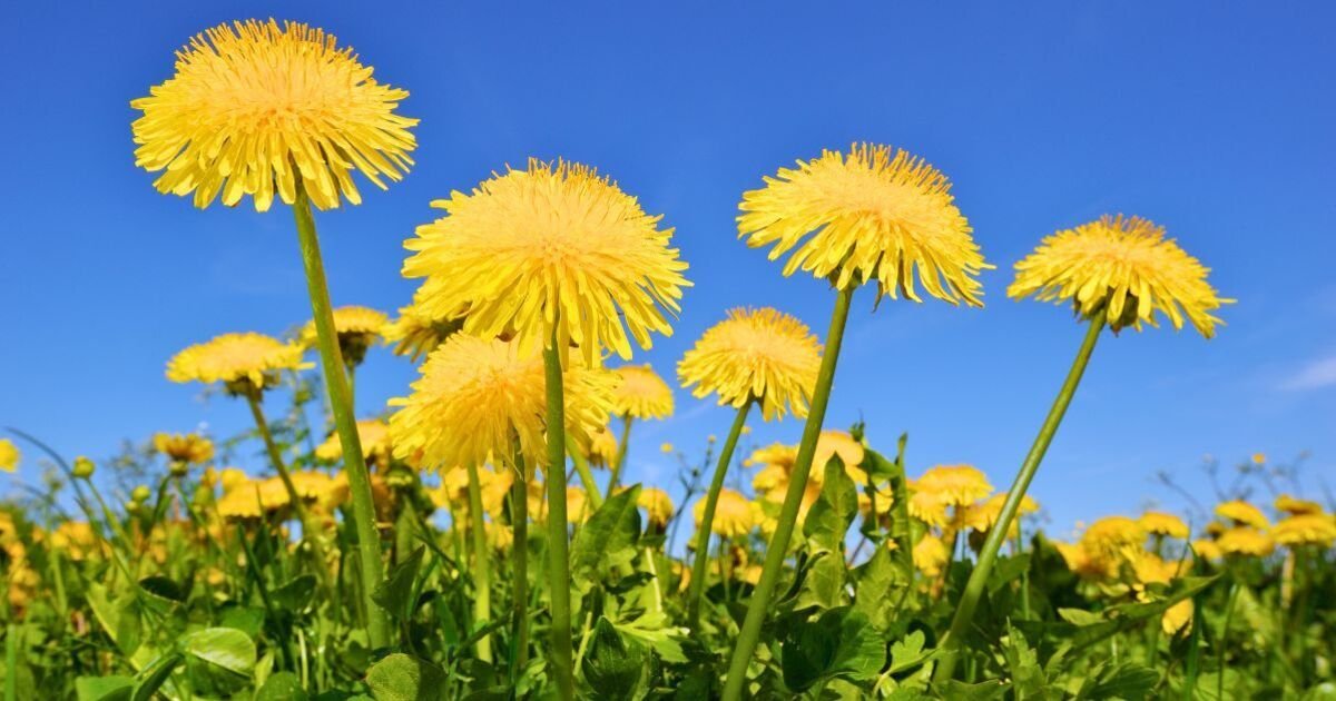 Dandelions-stay-off-lawns-if-you-swap-chemical-products-for.jpg