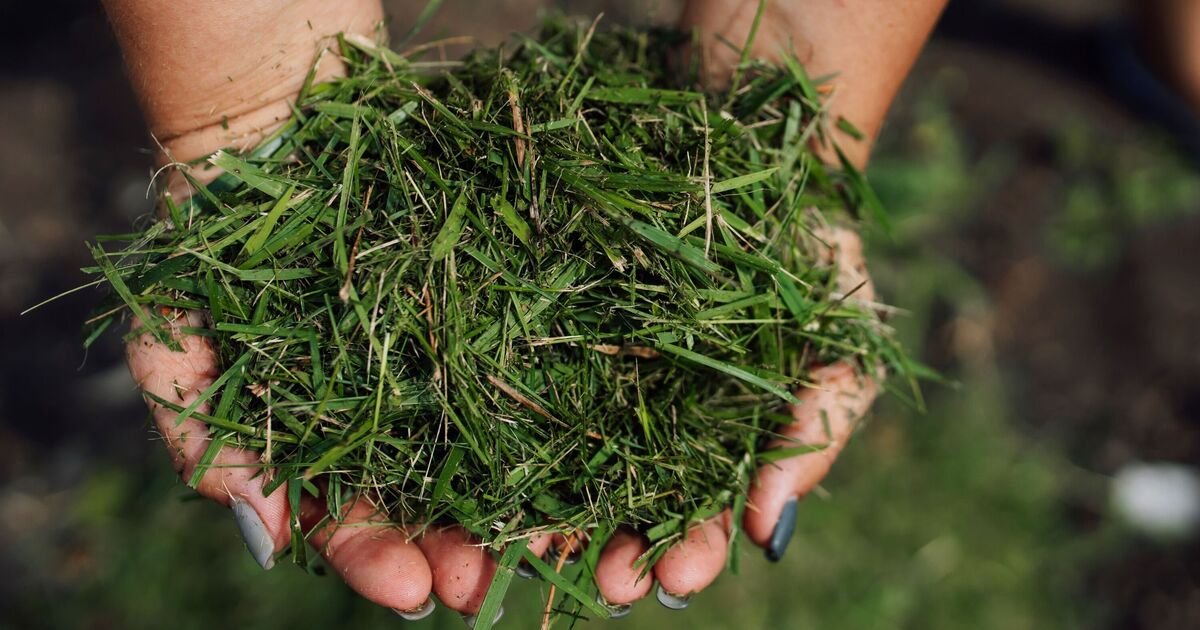 Gardeners-should-keep-hold-of-grass-clippings-for-this-1.jpg
