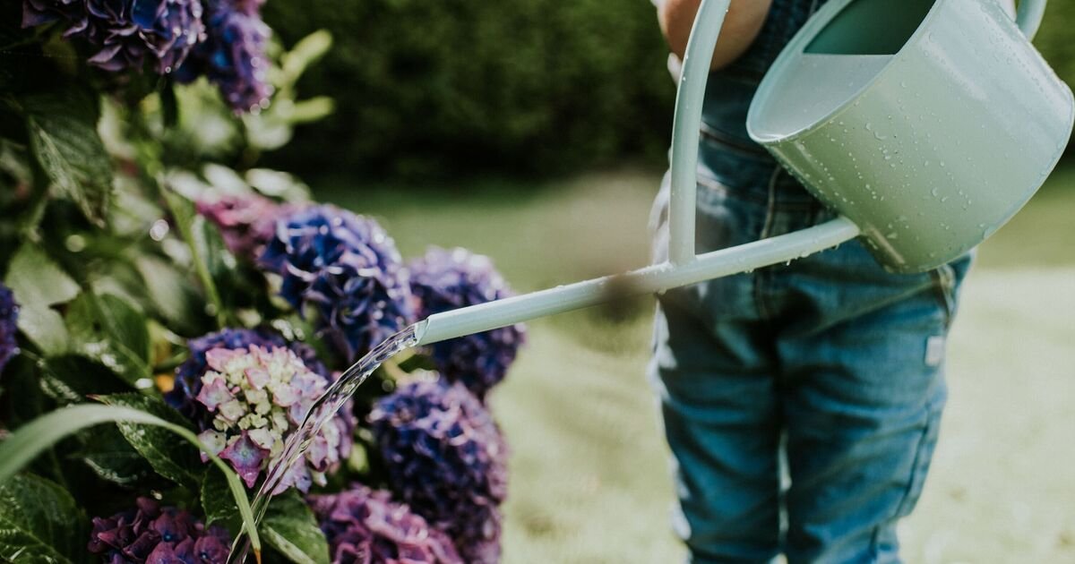 Hydrangeas-will-be-revived-if-you-complete-1-task-this.jpg