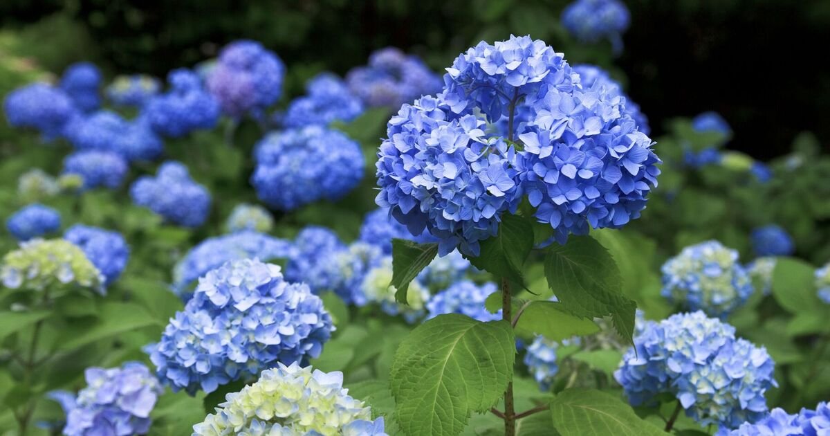 Hydrangeas-will-grow-a-beautiful-blue-if-you-pour-1.jpg