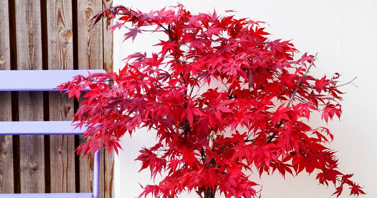 Japanese-maple-leaves-dont-shed-if-natural-item-is-added.jpg