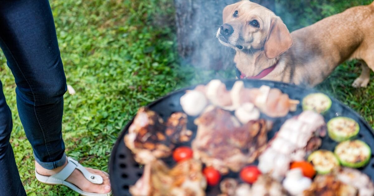 Why-you-should-be-careful-feeding-your-dogs-this-BBQ.jpg
