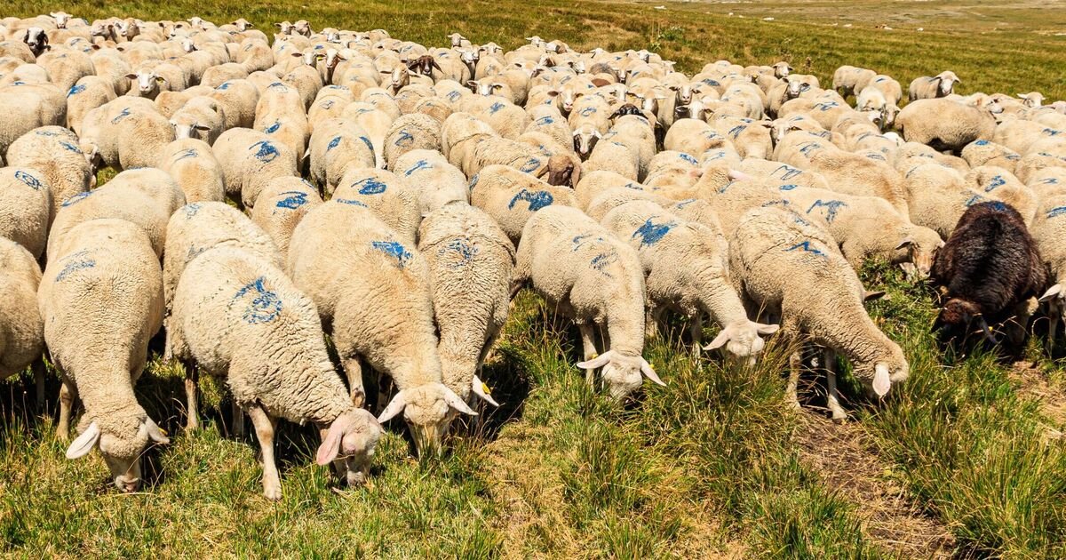 Horror-in-Wales-as-300-sheep-left-dead-–-killed.jpg