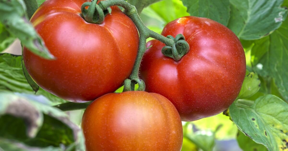 How-to-grow-tomatoes-in-late-summer-with-1-simple.jpg