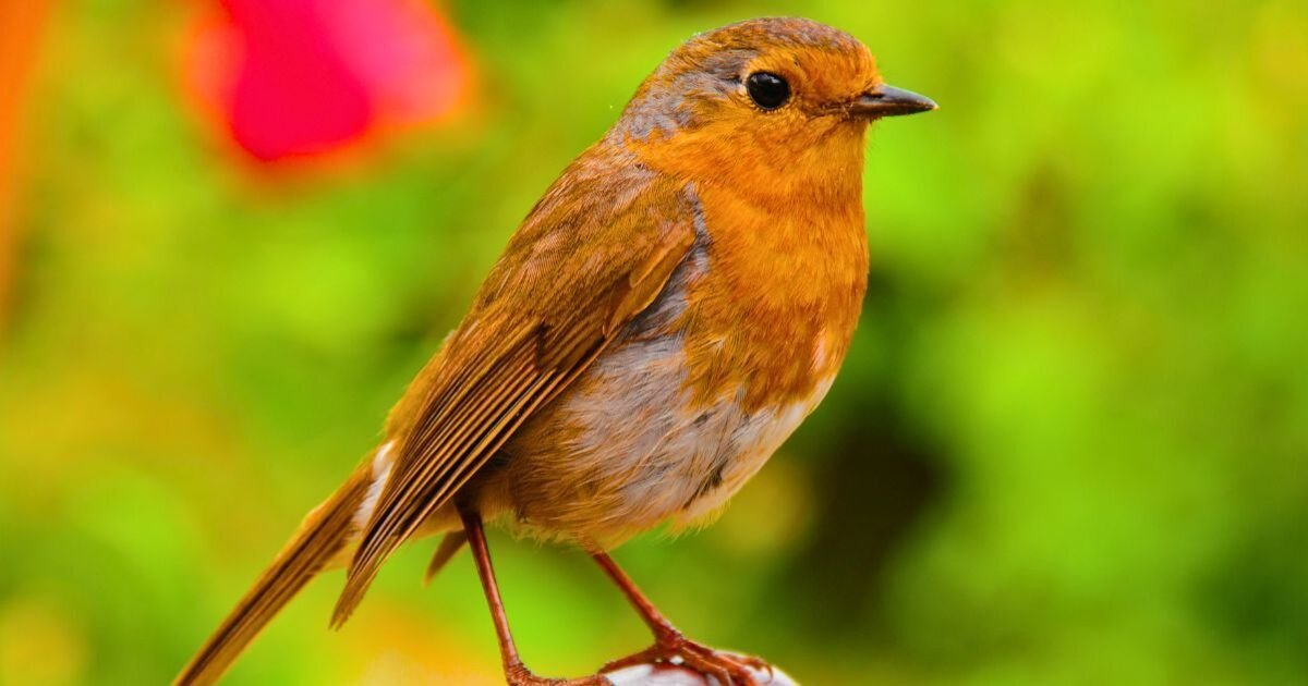 Robins-will-flock-to-your-garden-if-you-avoid-1.jpg