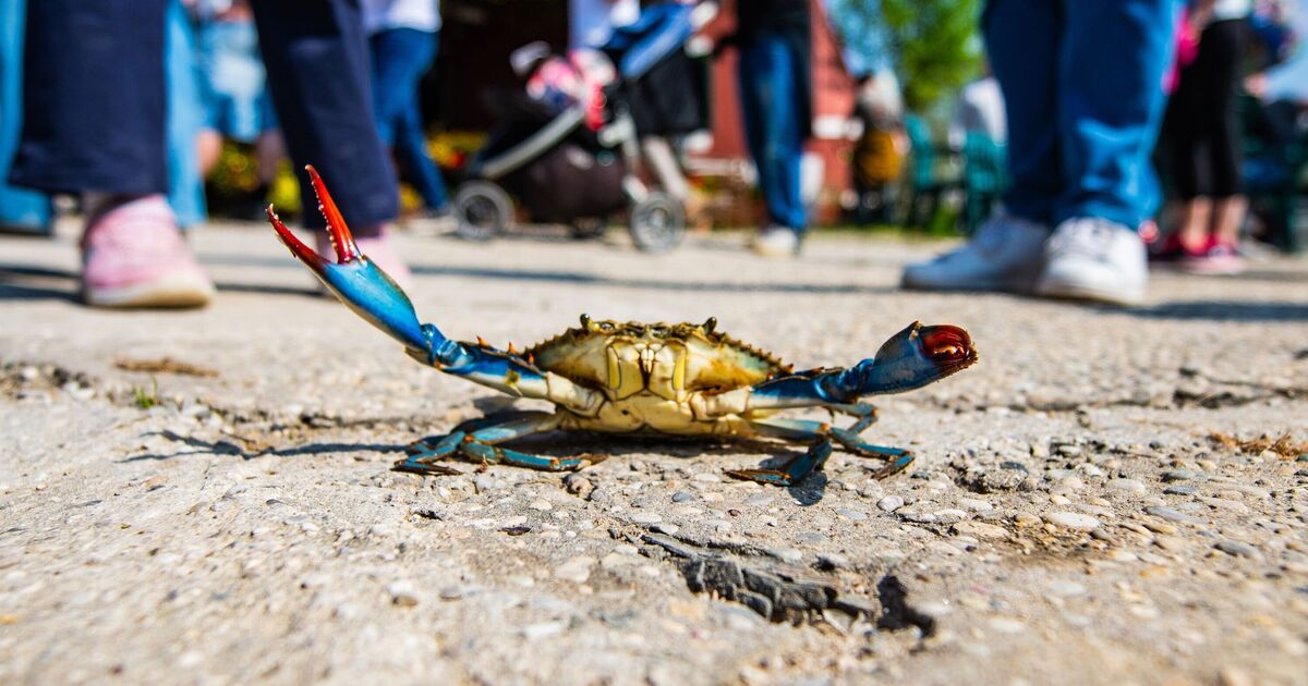 Canary Islands warning to British tourists as ‘dangerous’ crab spotted in holiday hotspot | Travel News | Travel