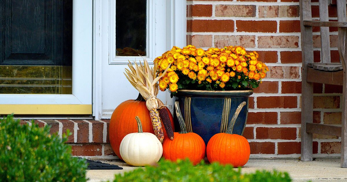 Expert’s warning over pumpkin error that could harm gardens