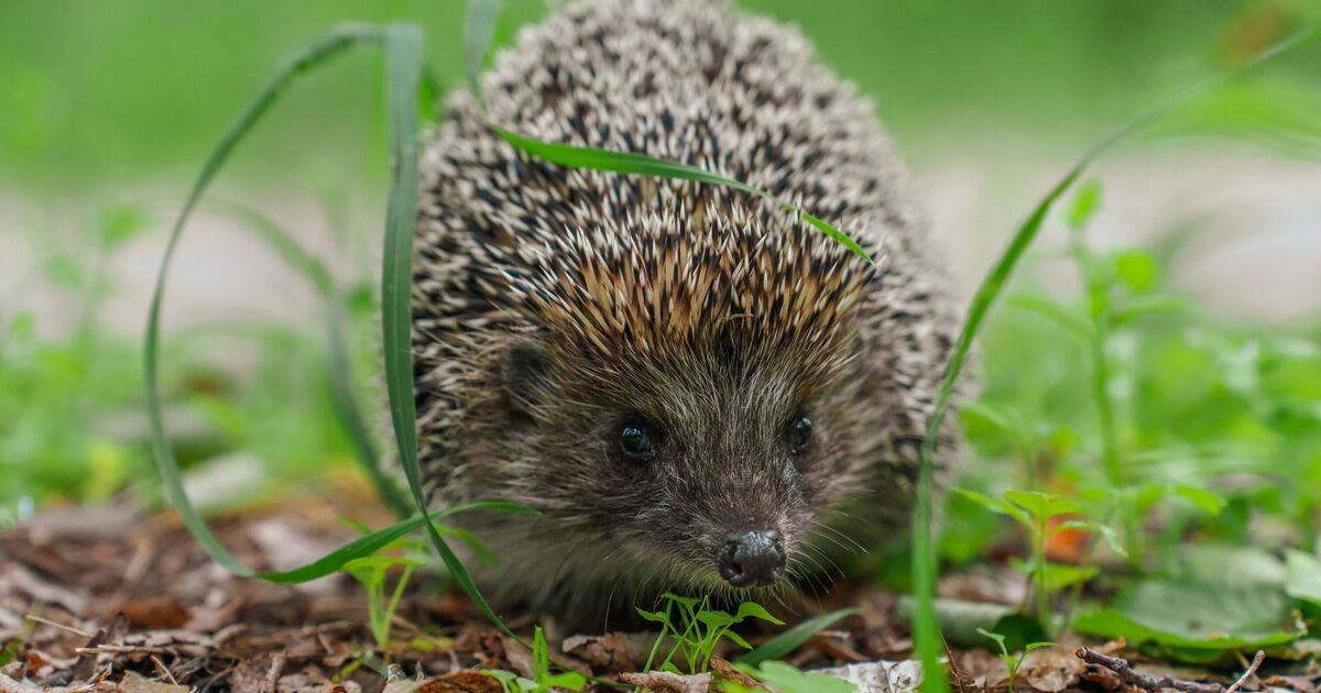 Households urged to do 1 easy garden job to help hedgehogs and deer