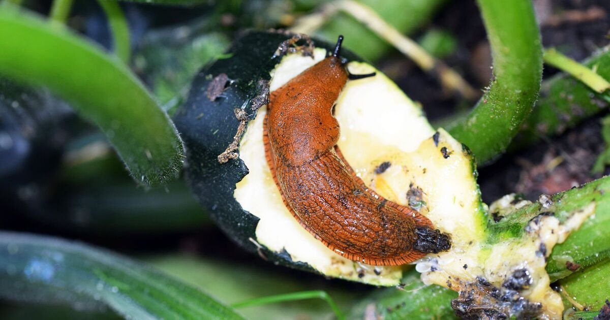 How-to-deter-slugs-and-snails-for-good-with-gardeners.jpg