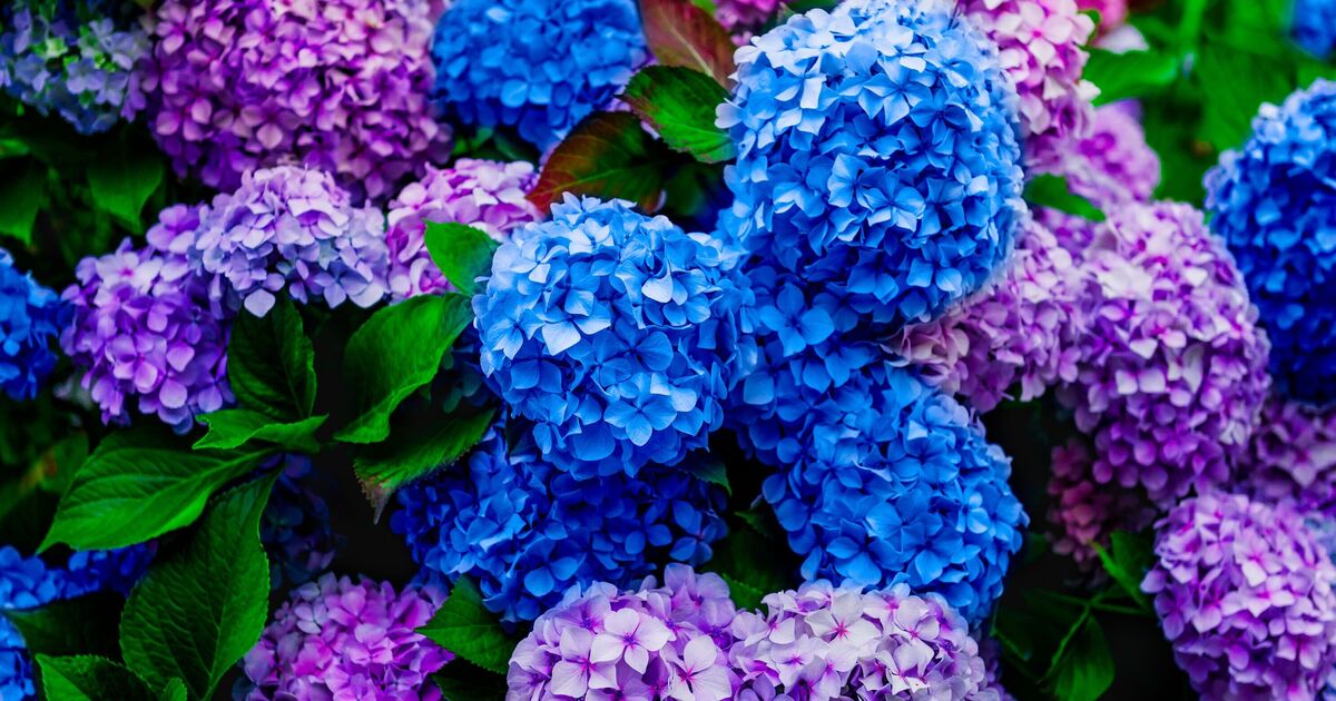 How to grow healthier and bigger hydrangeas fast with 1 simple task
