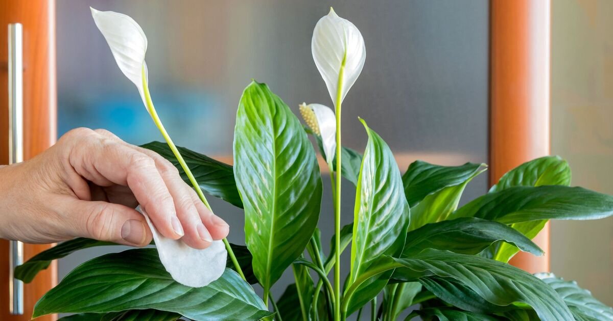 How-to-keep-peace-lilies-healthy-in-autumn-with-1.jpg