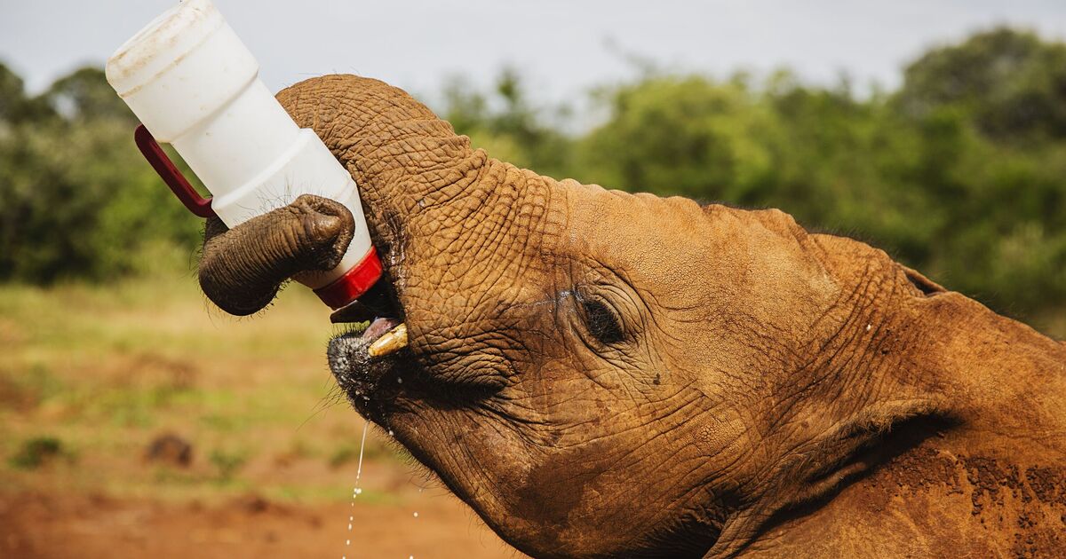 Orphaned baby elephants’ reaction when milk arrives has people in stitches | World | News