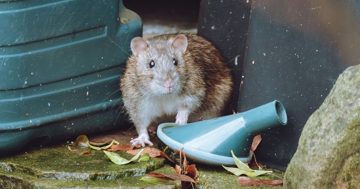 Rats and mice ‘won’t enter’ garden if you place 1 plant outdoors