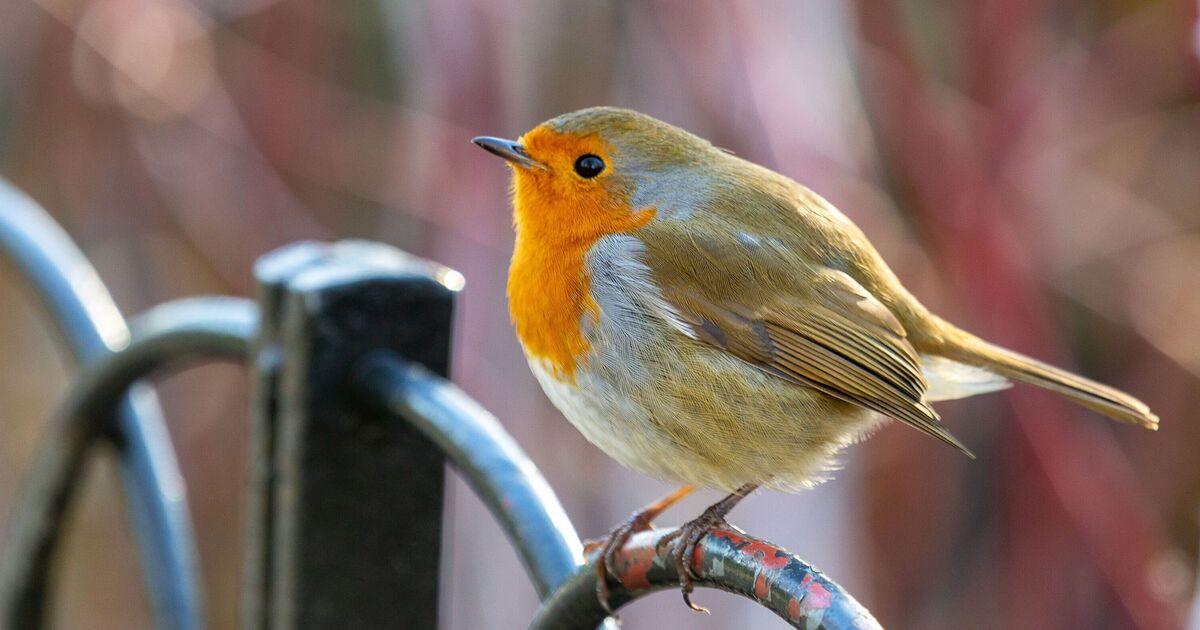 Robins will flock to your garden if you feed them 1 food in November