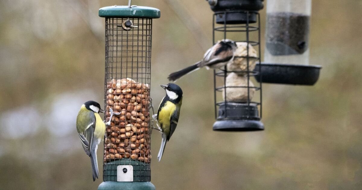 UK-households-urged-to-do-1-simple-thing-for-birds.jpg