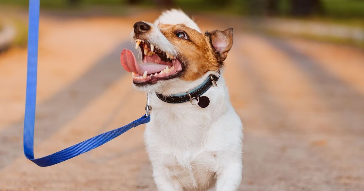 Dog owners should do 1 thing before walking pets at certain time