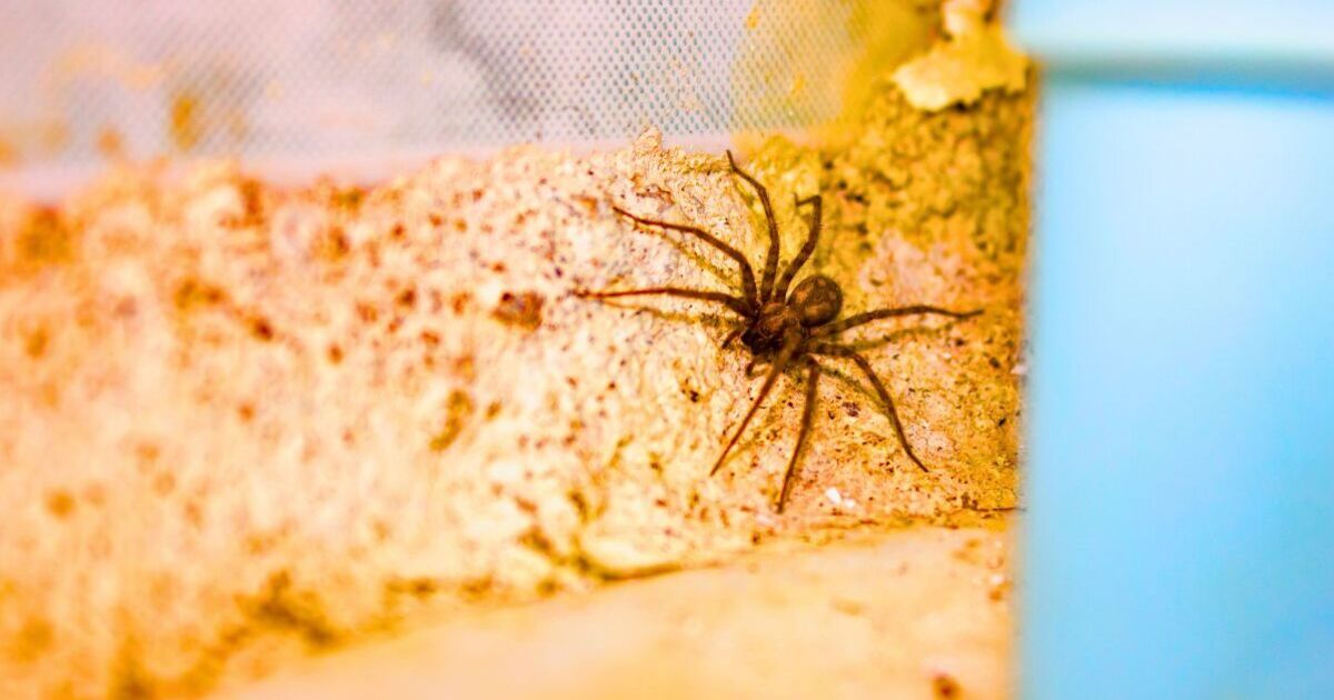 How to deter spiders from entering your home using natural method