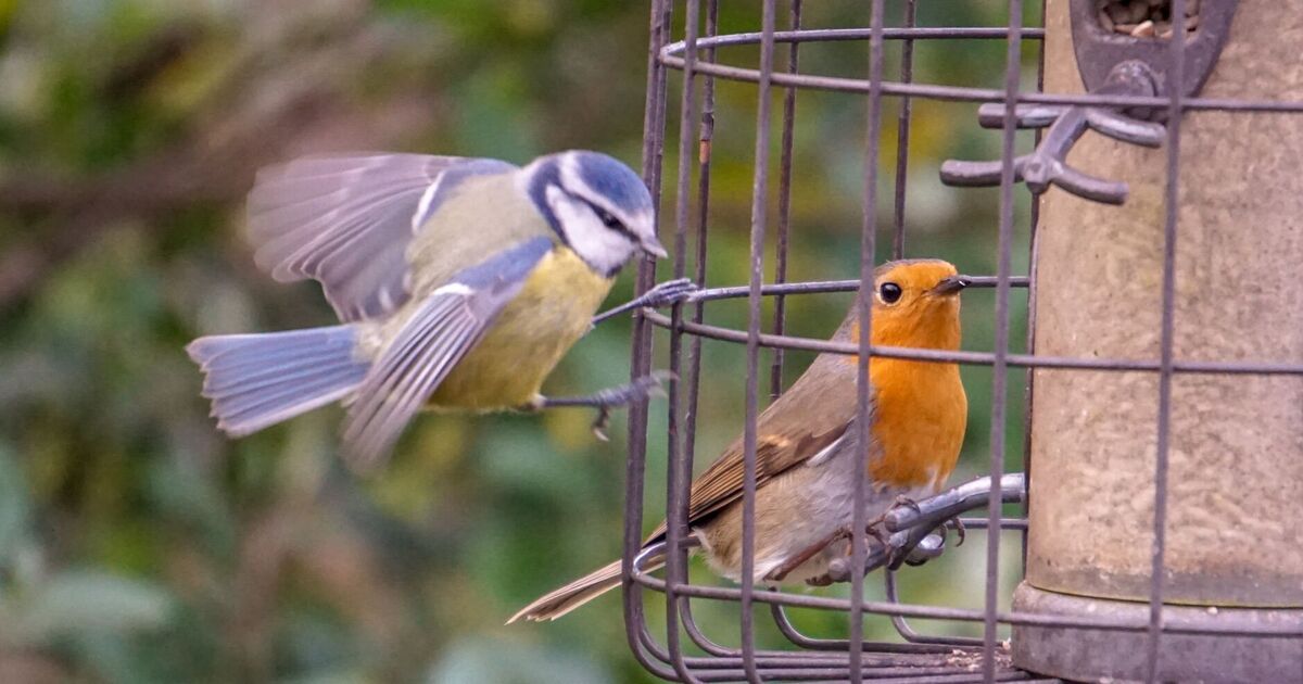 How to stop robins being scared off by magpies and pigeons in gardens