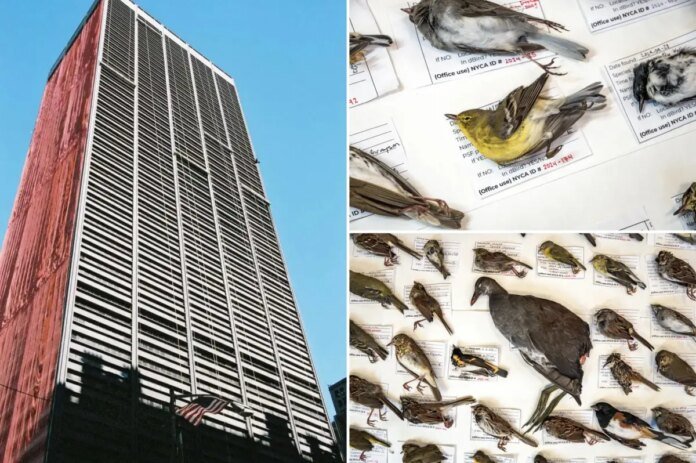 Exclusive-Record-number-of-birds-killed-in-NYC-skyscraper.jpg