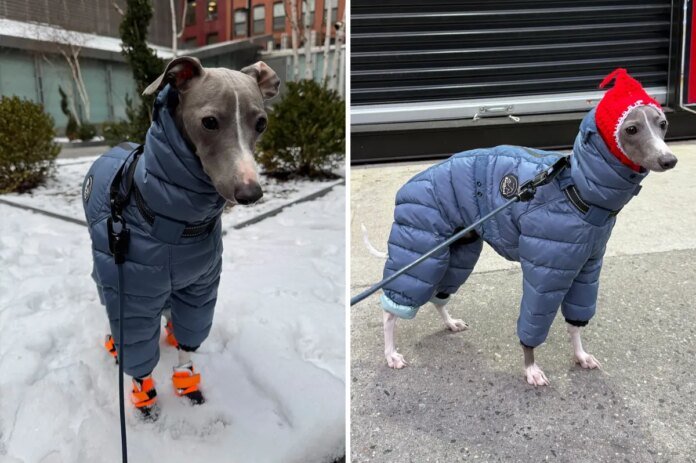NYC-dog-goes-viral-for-trying-to-walk-in-his.jpg