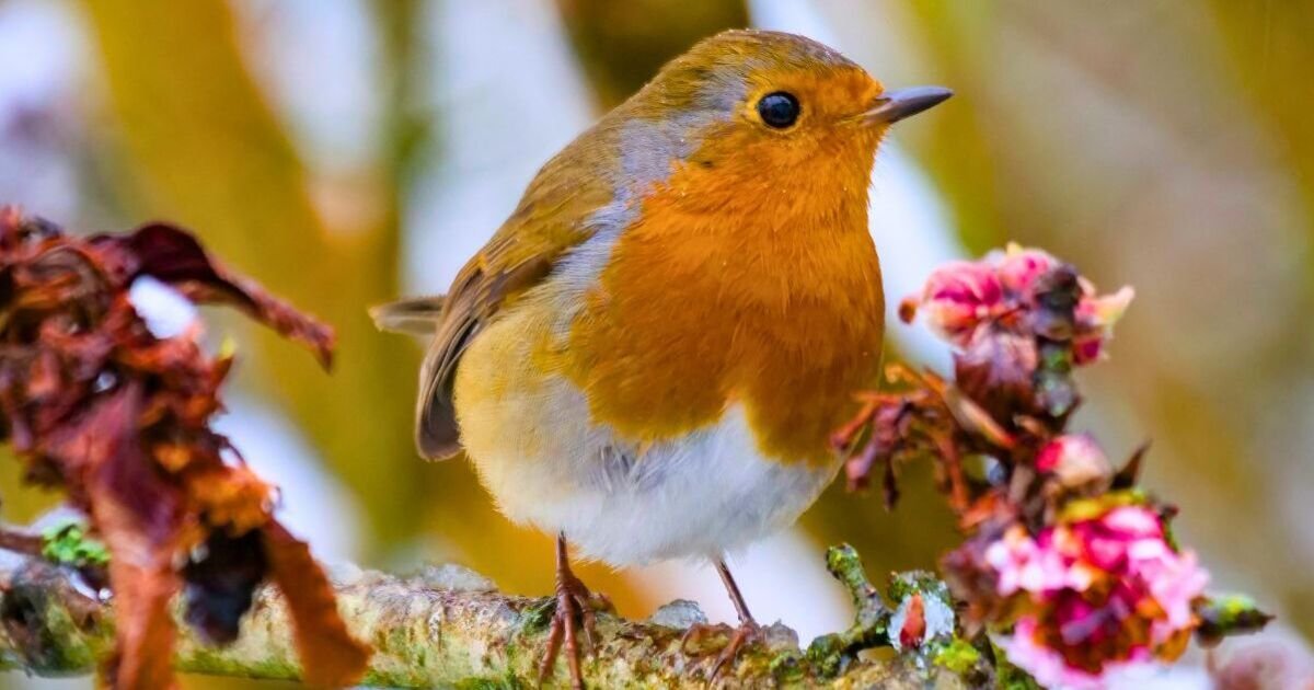 Robins will come into gardens every morning if you do an easy 5-minute task