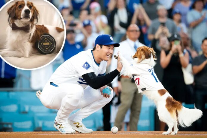 Shohei-Ohtanis-dog-Decoy-gets-receives-one-of-a-kind-honor.jpg