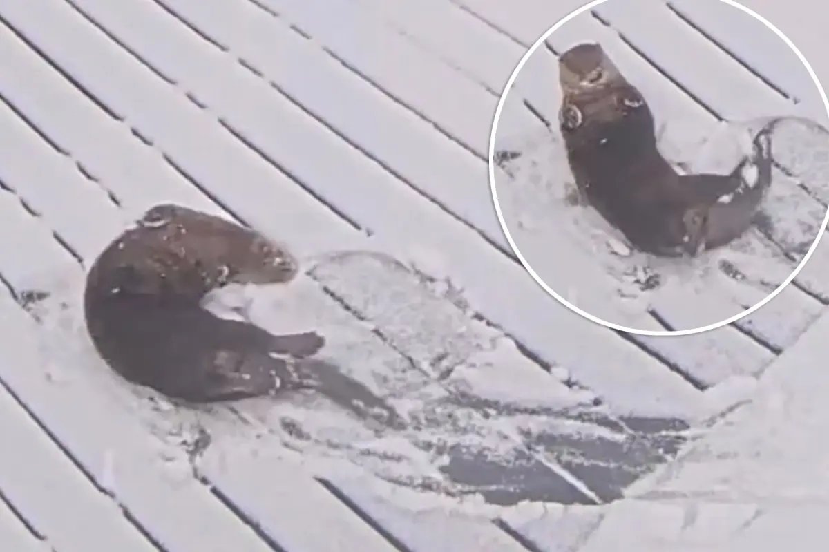 Adorable otters enjoy the snow at Maryland aquarium during historic winter storm