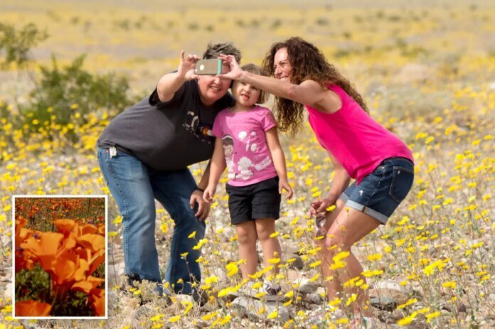 Best-places-to-see-the-Southern-California-Super-Bloom.jpg