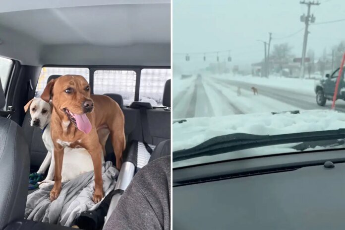 Long-Island-snowplow-driver-rescues-two-lost-pups-in-height.jpg