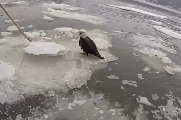 NYPD-rescues-bloodied-bald-eagle-floating-on-icy-Hudson-River.jpg