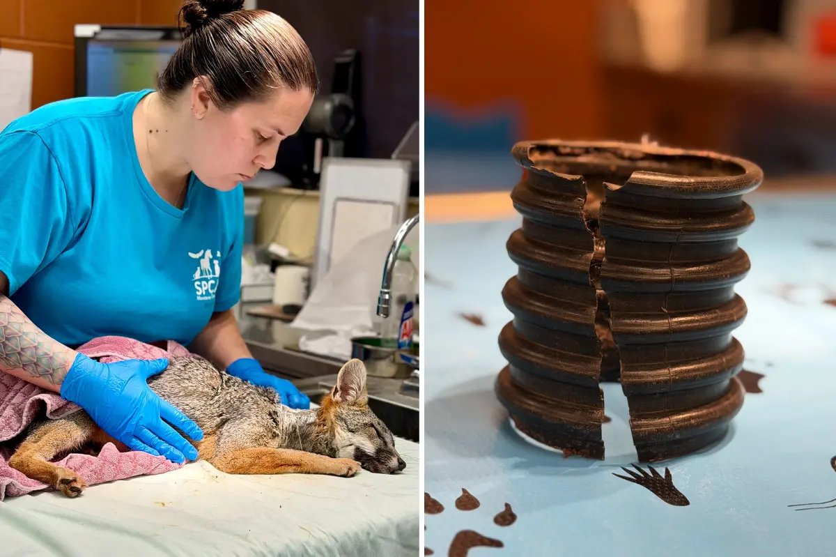 Neighbors rescue fox trapped with plastic pipe stuck around its neck