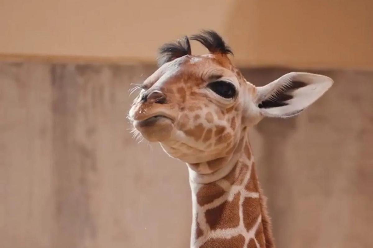 New born giraffe charms zoo visitors with distinctive hair do