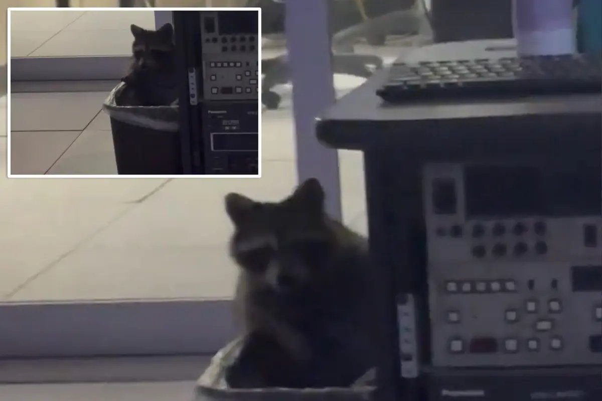 Raccoon found ‘secretly living’ in Cincinnati news station ‘to escape’ the cold