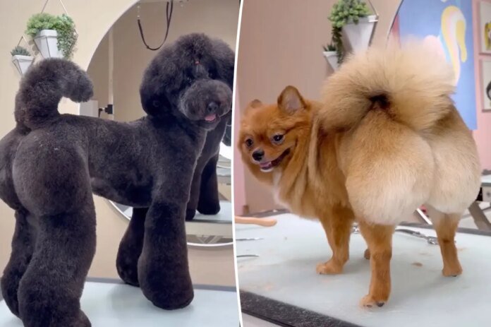 San-Diego-groomer-giving-dogs-Brazilains-BLs-for-rich-owners.jpg