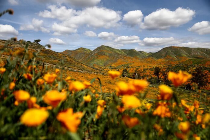 SoCal-rain-fuels-above-average-desert-bloom-but-experts-stop-short.jpg