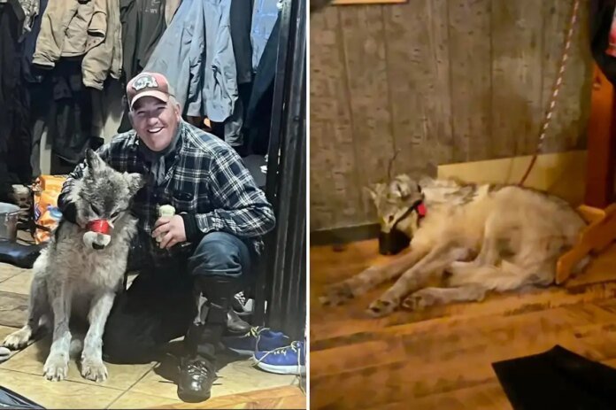 Wyoming-hunter-Cody-Roberts-reaches-plea-deal-in-wolf-torture.jpg
