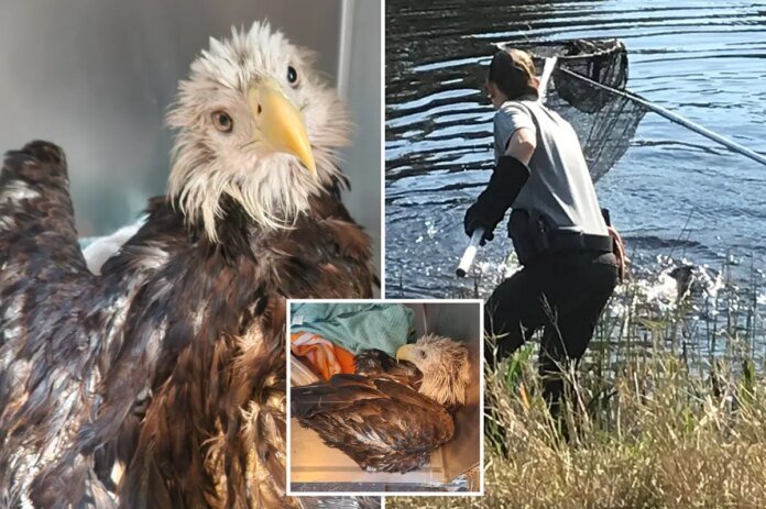 Bald-eagle-rescued-from-alligator-filled-canal-in-Florida-A-majestic.jpg