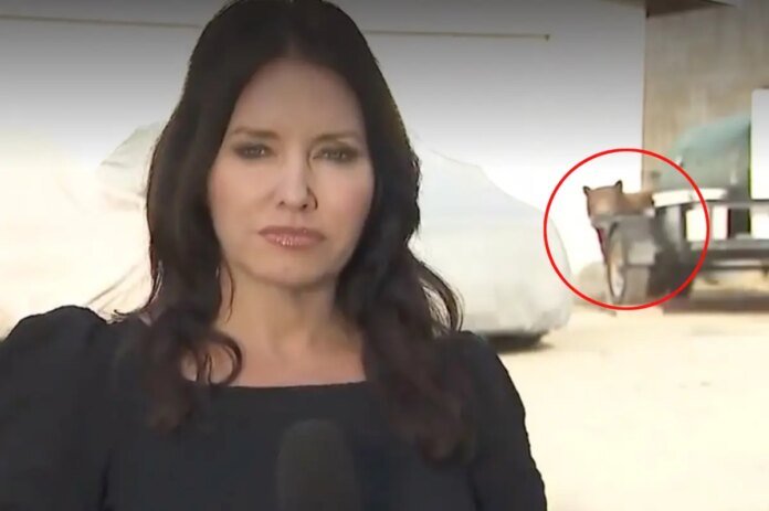 Bear-crashes-KTLA-reporters-live-shot-while-shes-covering-Monrovia.jpg