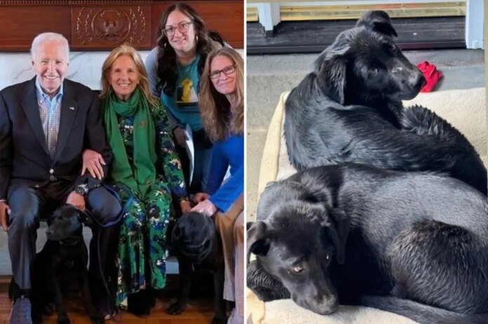 Biden-adopts-two-puppies-after-his-previous-dogs-terrorized-White.jpg