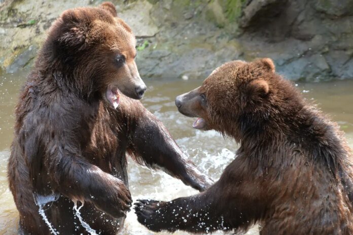 California-bill-proposes-grizzly-bear-reintroduction-plan.jpg