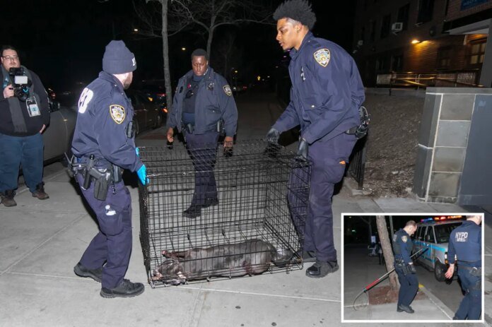 Cop-shoots-kills-pit-bull-attacking-woman-in-Queens.jpg