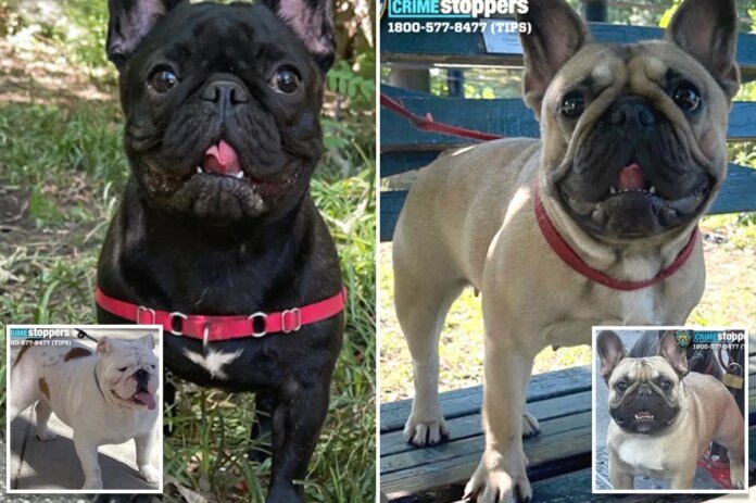 Devastated-dog-dads-4-adorable-bulldogs-missing-after-NYC-walker.jpg